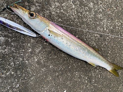 カマスの釣果