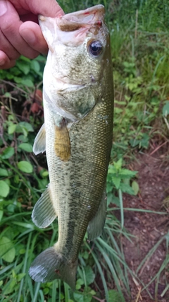 ラージマウスバスの釣果