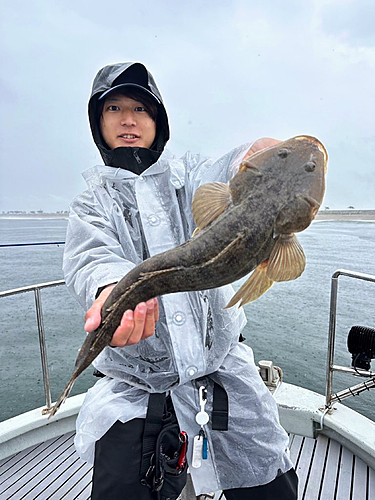 マゴチの釣果