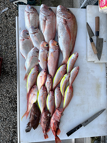 マダイの釣果