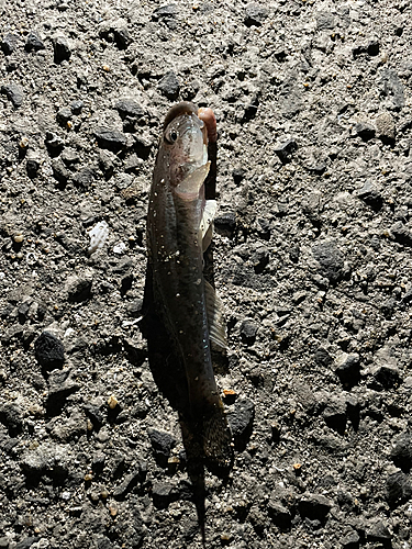 ハゼの釣果