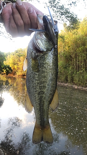 ブラックバスの釣果