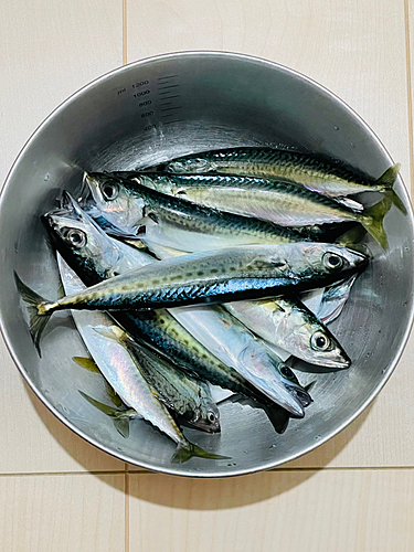 サバの釣果