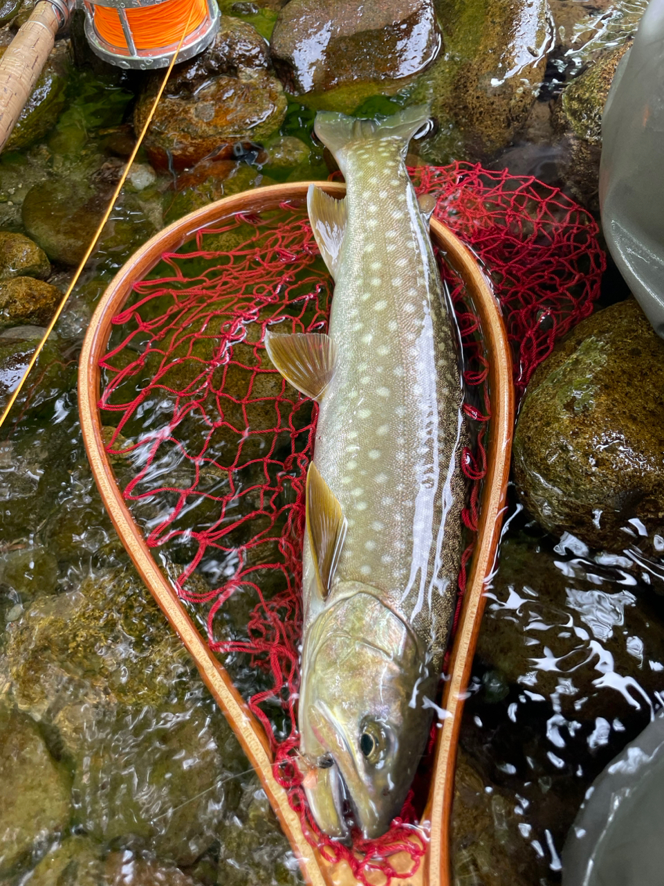 アメマス