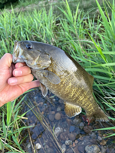 スモールマウスバスの釣果