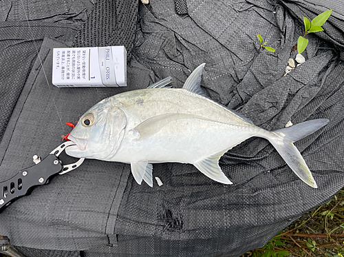 ロウニンアジの釣果