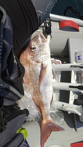 タイの釣果