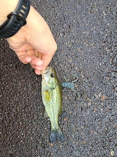 ラージマウスバスの釣果