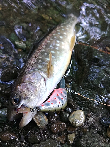 イワナの釣果