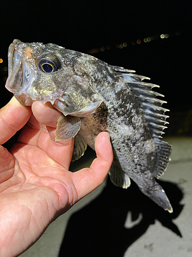 クロソイの釣果