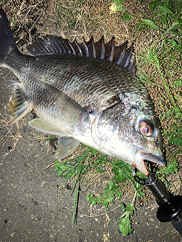 キビレの釣果