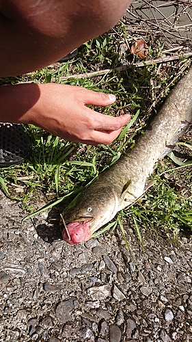 ニホンナマズの釣果