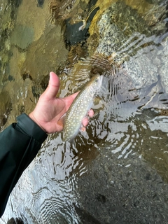 イワナの釣果