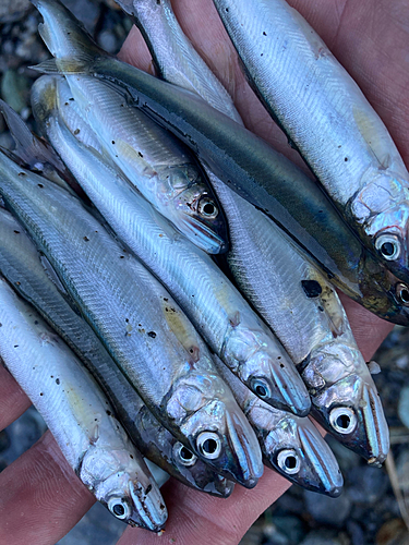 アユの釣果