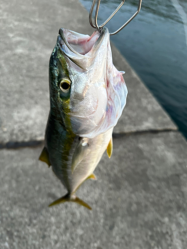 イナダの釣果