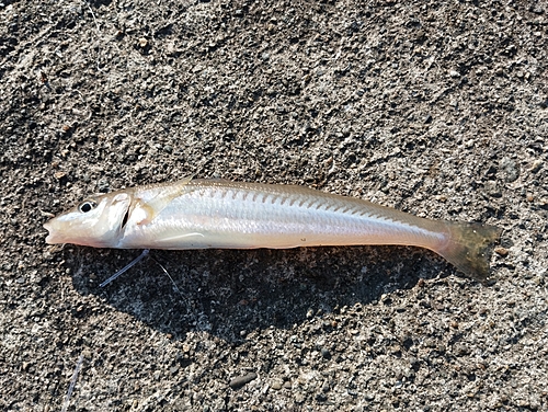 キスの釣果