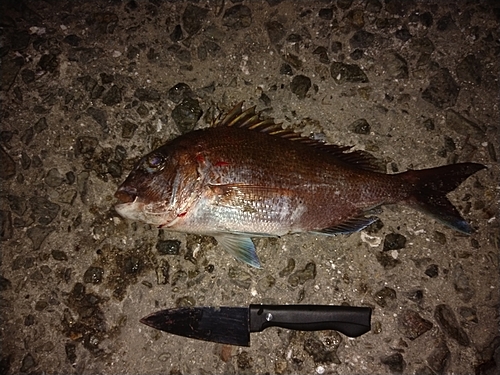 マダイの釣果