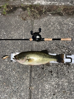 ラージマウスバスの釣果