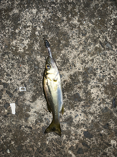 セイゴ（マルスズキ）の釣果