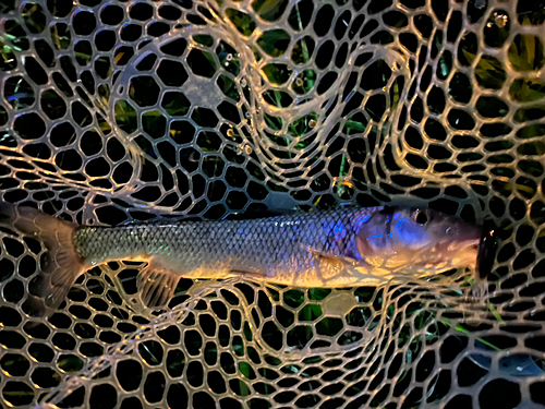 ニゴイの釣果