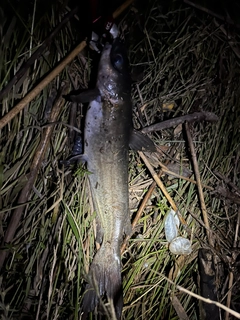 アメリカナマズの釣果