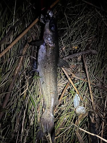 アメリカナマズの釣果