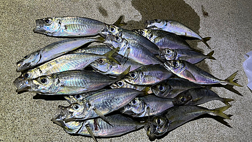 アジの釣果