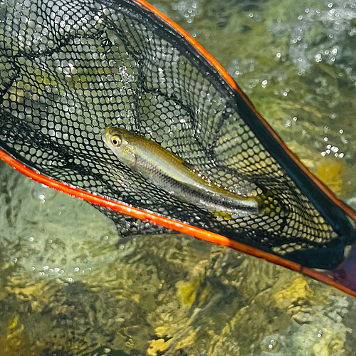 カワムツの釣果