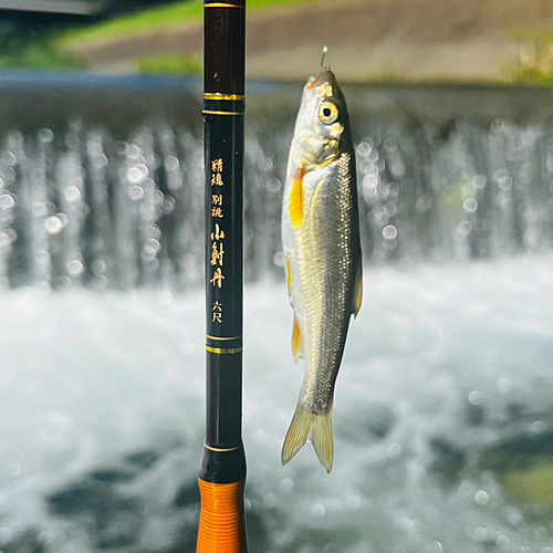 ウグイの釣果