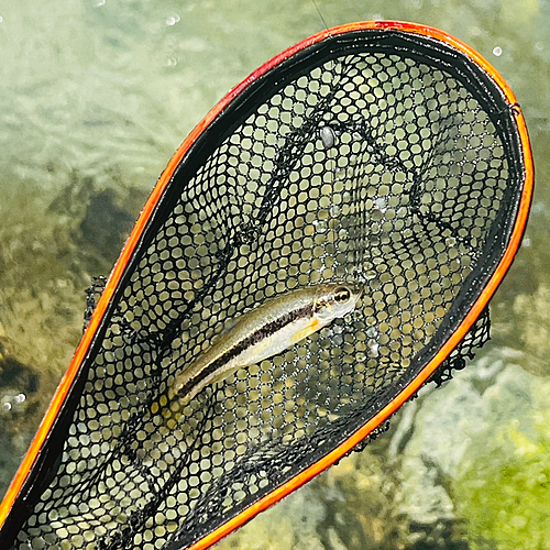 アブラハヤの釣果