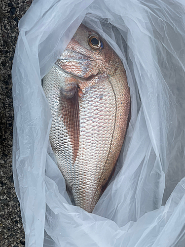 マダイの釣果