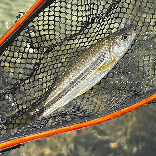 モロコの釣果