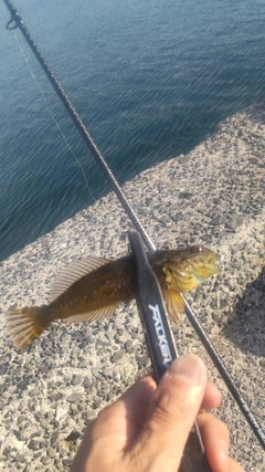 アナハゼの釣果