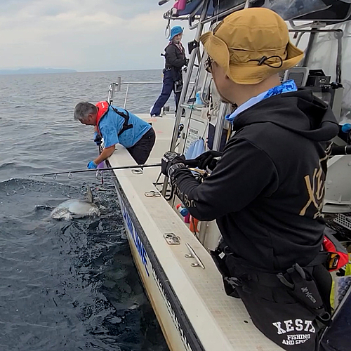 クロマグロの釣果