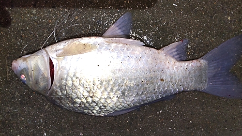 フナの釣果