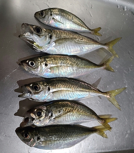 アジの釣果