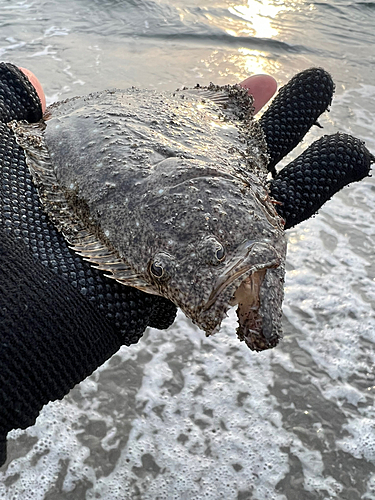 ソゲの釣果