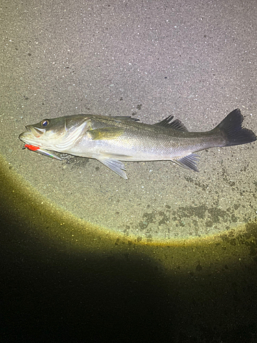 スズキの釣果