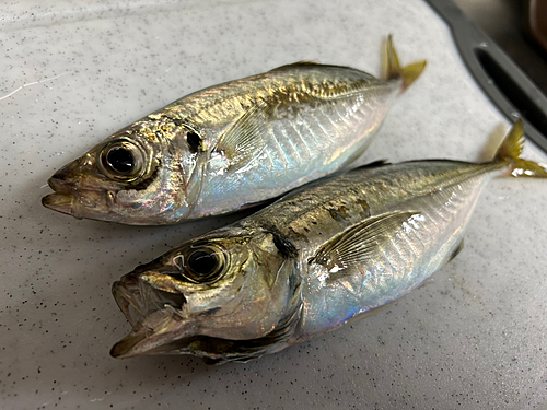 アジの釣果