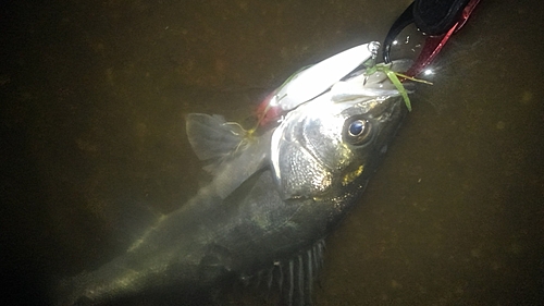 フッコ（マルスズキ）の釣果