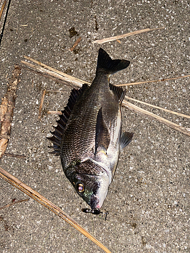 クロダイの釣果