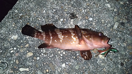 アコウの釣果