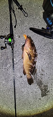 アコウの釣果