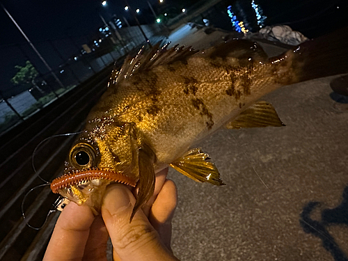 メバルの釣果