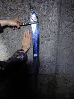 タチウオの釣果