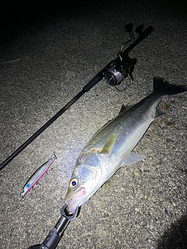 シーバスの釣果