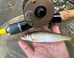 アユの釣果