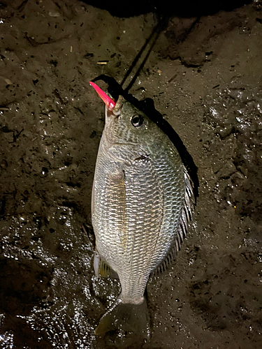 キビレの釣果