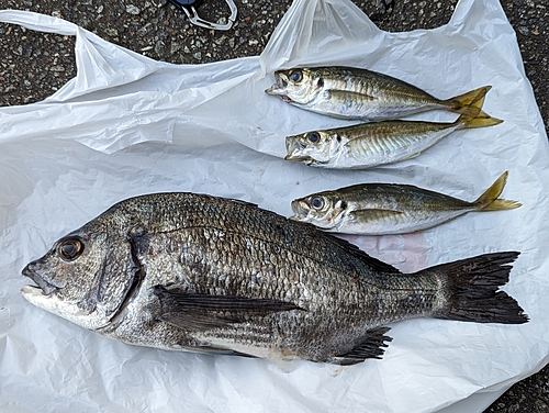 アジの釣果