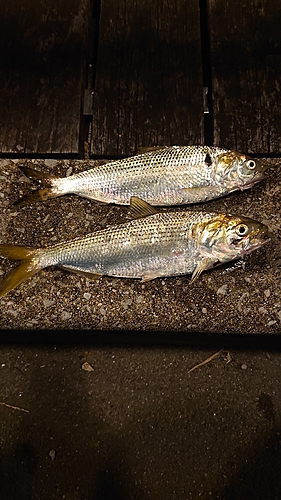 コノシロの釣果